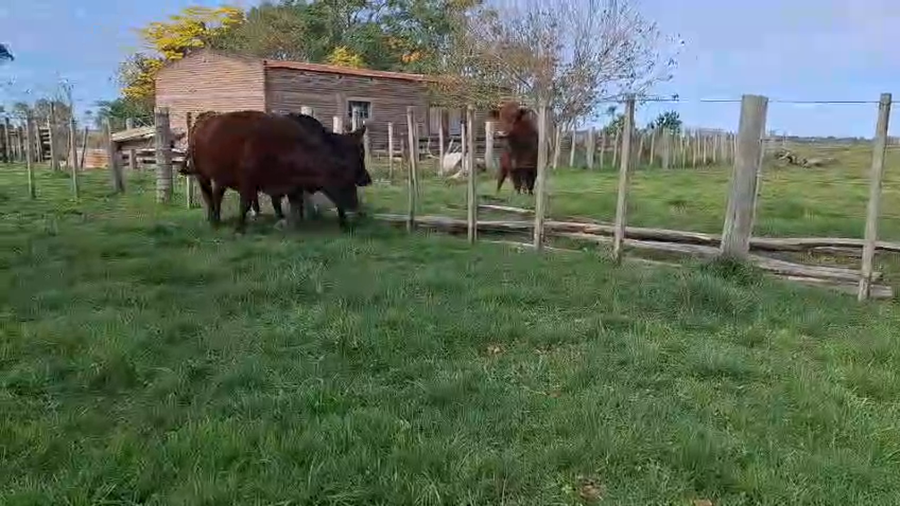 Lote VACAS PREPARADAS