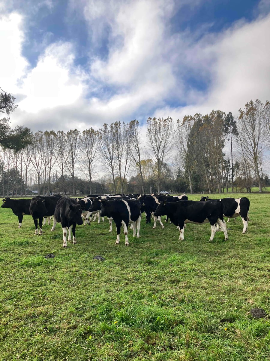 Lote 20 Vaquilla Gorda en Río Bueno, XIV Región Los Ríos