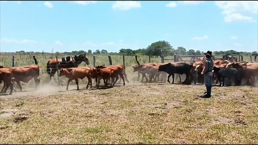 Lote 105 Terneros en Corrientes, San Luis del Palmar