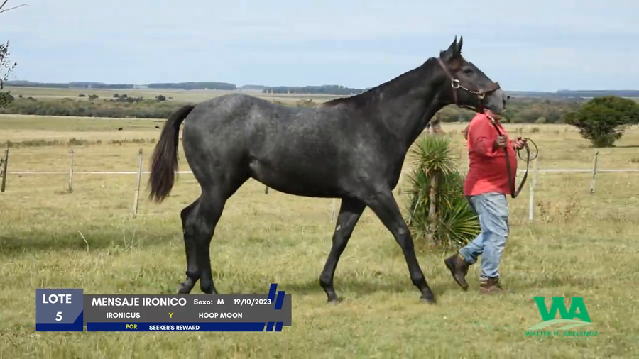 Lote MENSAJE IRONICO