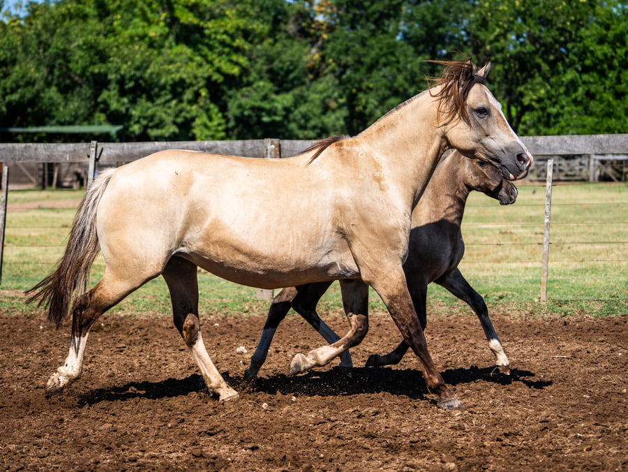 Lote DEL SIETE NECESIDAD