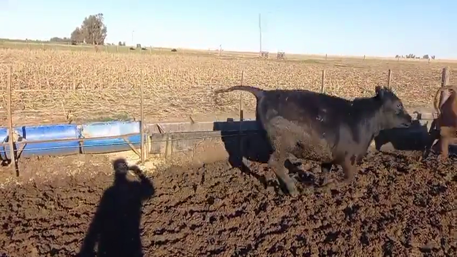 Lote 35 Novillitos y Vaquillonas