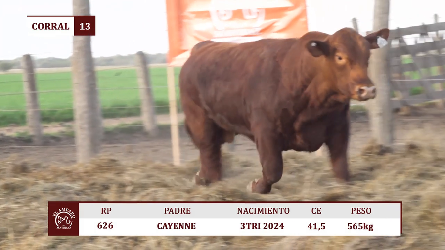 Lote Toros BRANGUS COLORADO EL AMPARO