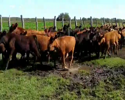 Lote 70 Terneros/as en Santa Elena, Entre Ríos