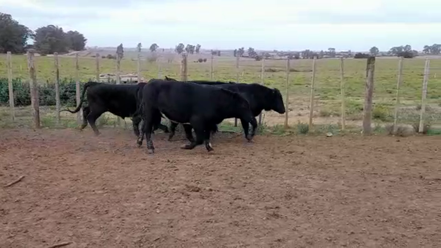 Lote (Vendido)4 Toros a remate en PANTALLA GARLAND 460kg -  en PASO HOSPITAL