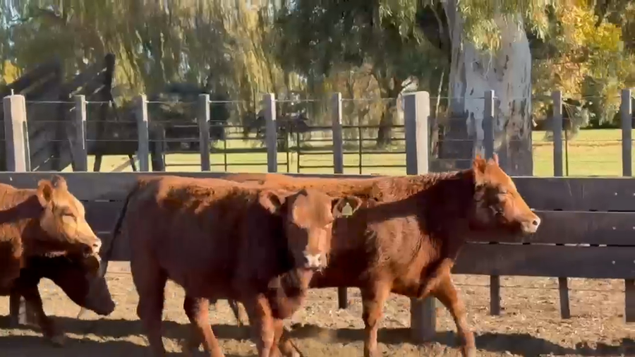 Lote Vaquillonas Val p servicio - San Ignacio de Vaccaro