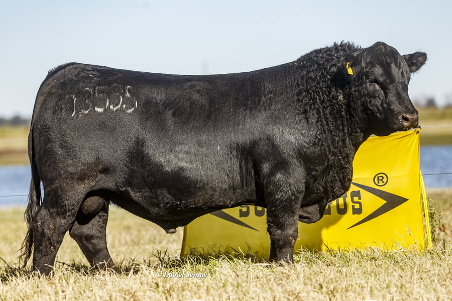 Lote Selección de Toros Surangus