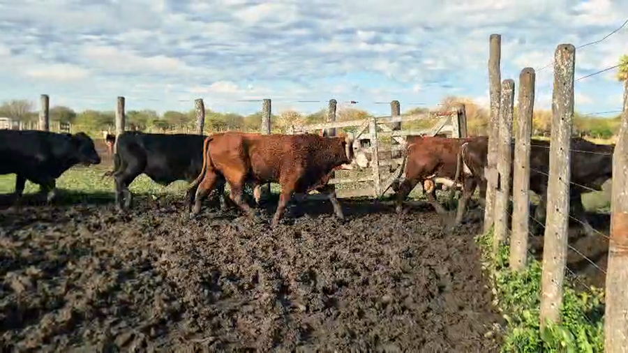 Lote 20 Vacas de invernar