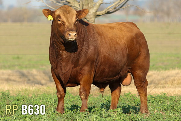 Lote 3 TOROS PUROS DE PEDIGREE