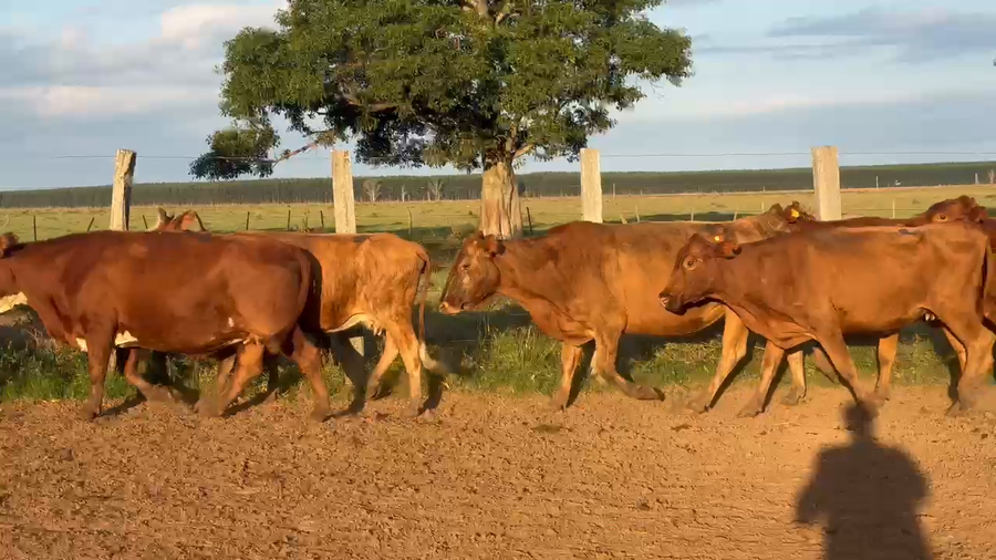 Lote 40 Vacas de invernar en Corrientes, Guaviravi