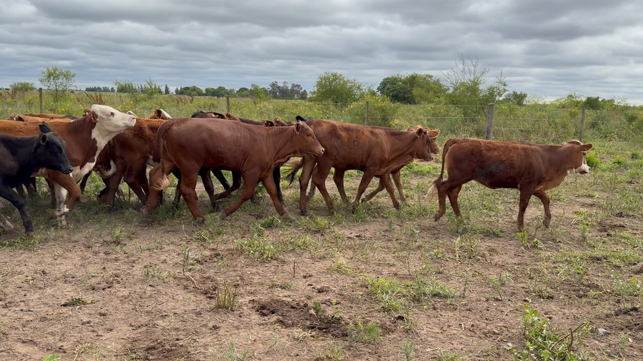 Lote 70 Terneras