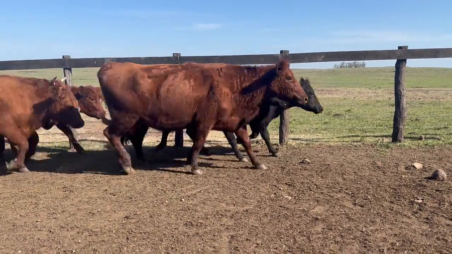 Lote Vacas de Invernada