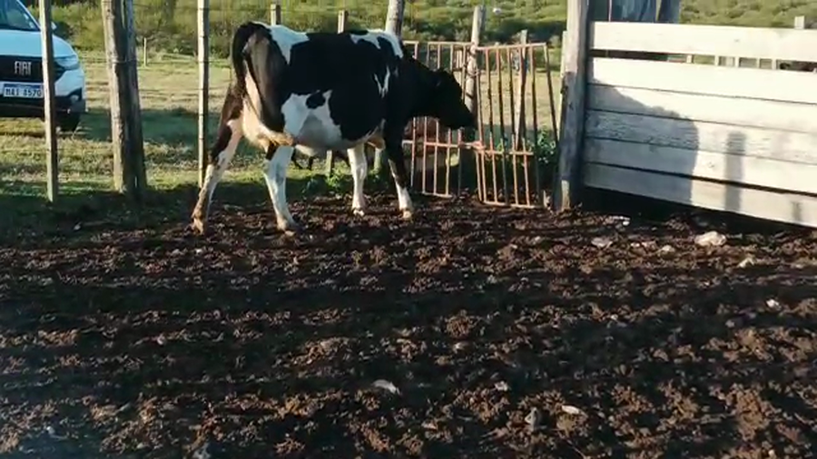 Lote Vacas de Invernada HOLANDO a remate en 4to remate ENTRE MARTILLOS, San José