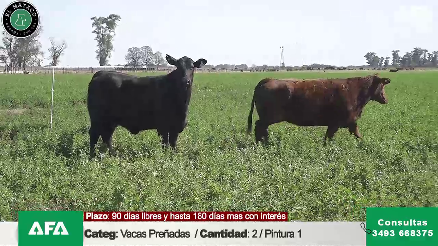 Lote """EL MATACO""  VACAS PREÑADAS