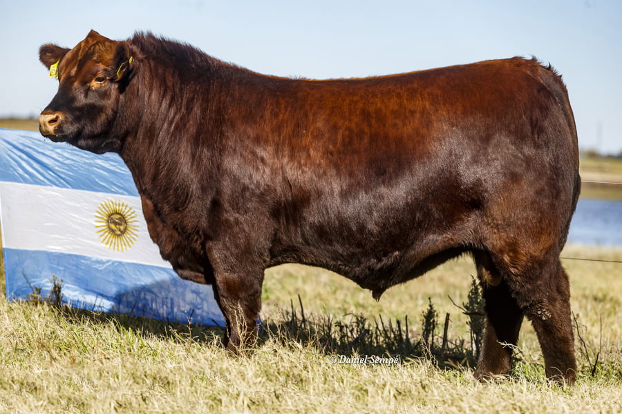 Lote Selección de Toros La Juanita