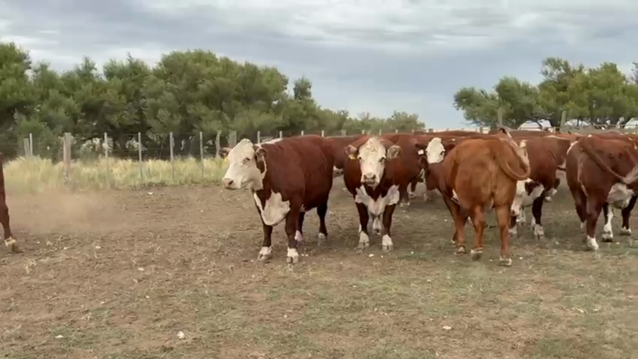 Lote 26 Vacas Preñados en Darregueira