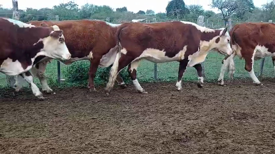 Lote 20 Vacas de invernar