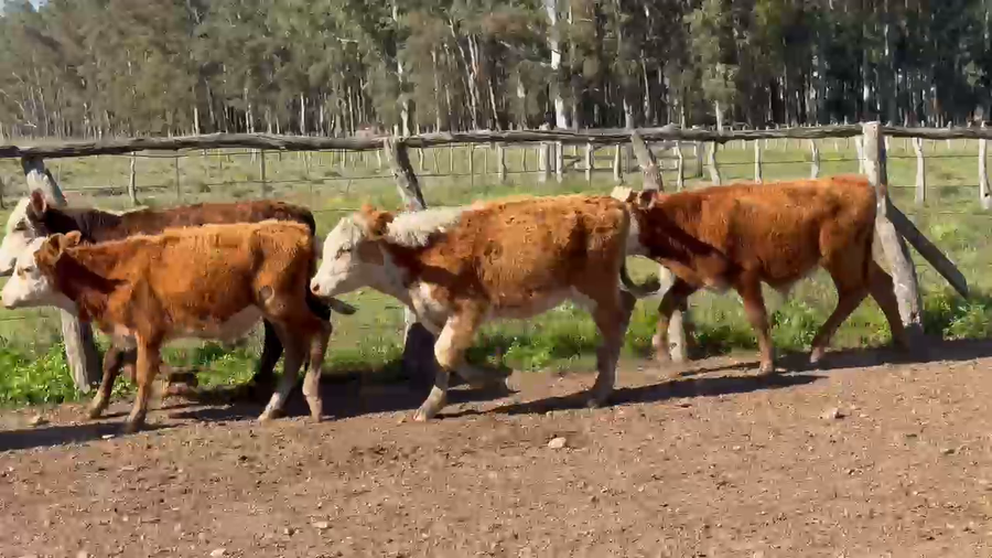 Lote 80 Terneros en Corrientes, Tapebicuá