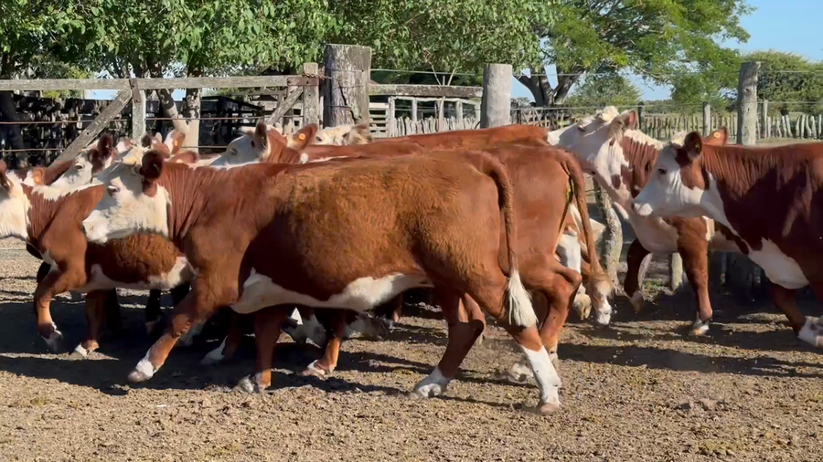 Lote 42 Vaquillonas en Entre Ríos, San Jaime