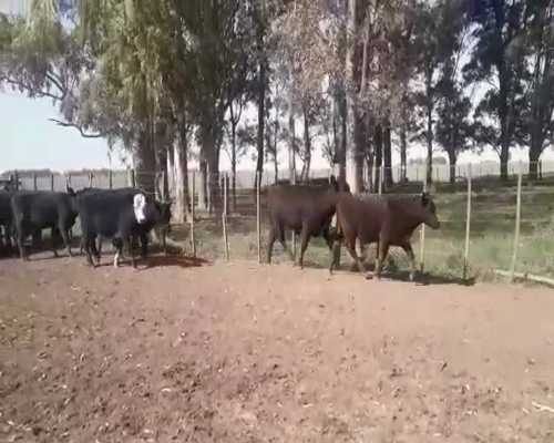 Lote 20 Terneros en arboledas, Buenos Aires