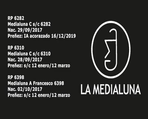 Lote VAQUILLONA BRANGUS PREÑADA