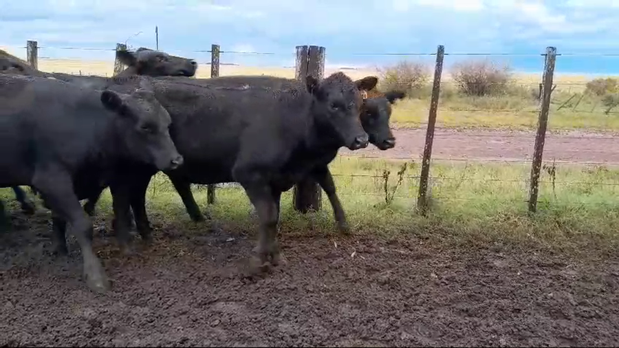 Lote 8 Terneras 8 AA a remate en 1° Remate Virtual BALTASAR BRUM 230kg -  en BALTASAR BRUM