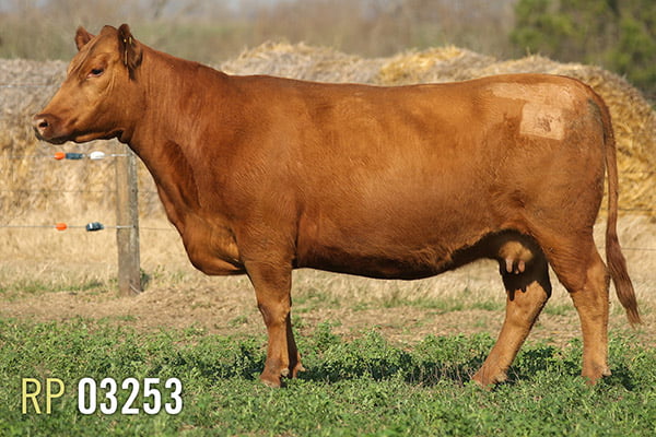 Lote 3 VACAS PREÑADAS PURAS DE PEDIGREE