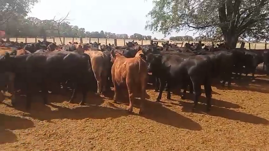 Lote 85 Novillitos en Carhue