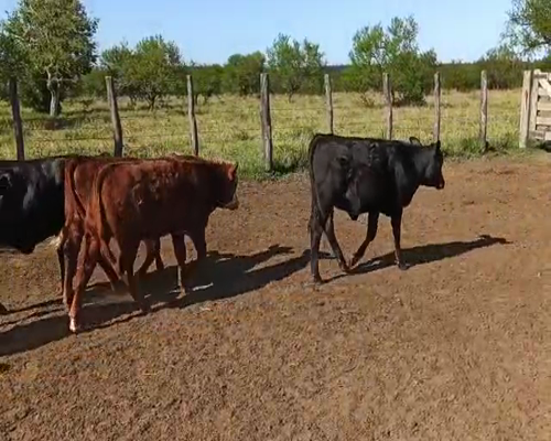 Lote 120 Terneros/as en Concordia, Entre Ríos
