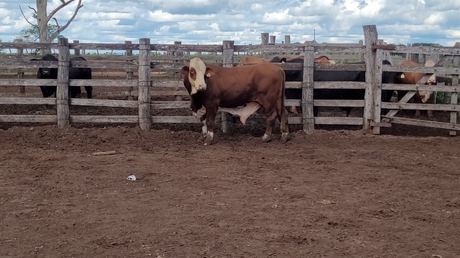 Lote Toros T. Braford a remate en Remate de Reproductores, Asunción