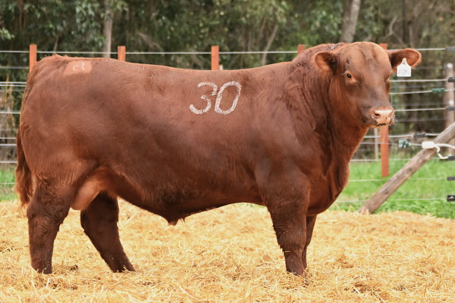Lote TOROS ANGUS PC