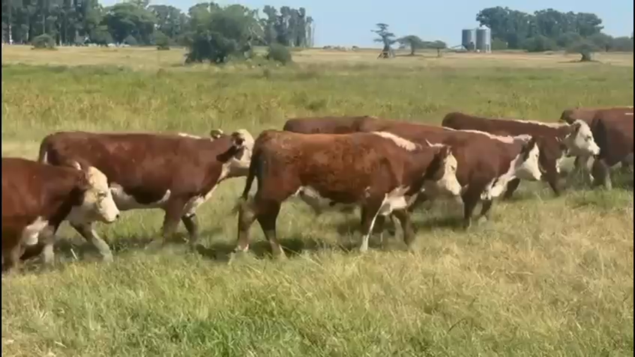 Lote 115 Terneros/as