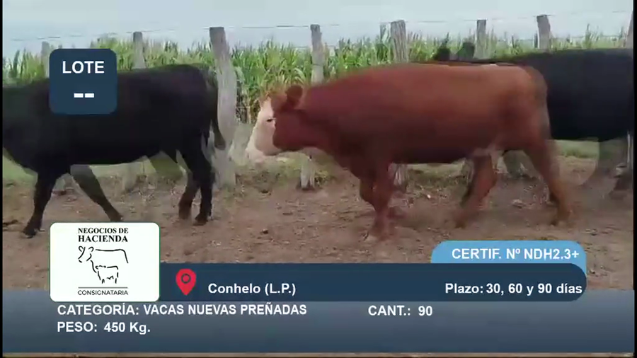 Lote 44 Vaquillonas C/ gtia de preñez en La Pampa, Conhelo