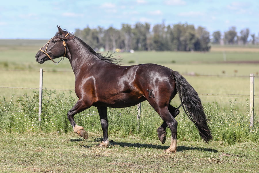 Lote DEL SILENCIO CHICHARRA