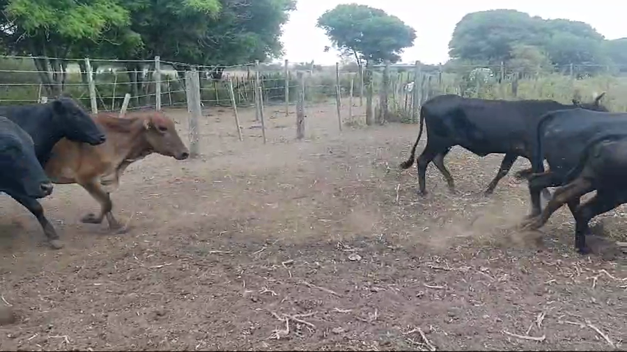 Lote 54 Vacas de invernar en Quimilí, Santiago del Estero