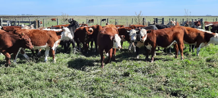 Lote 21 Terneras en Gral. Lamadrid, Buenos Aires