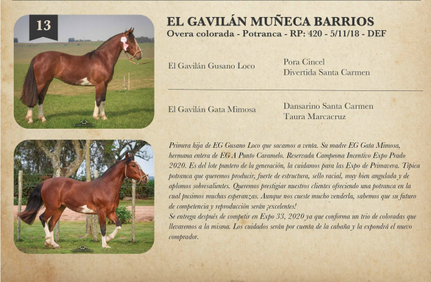 Lote Criollos da Fronteira EL Gavilán Muñeca Barrios  Overa Colorada Potranca RP: 420