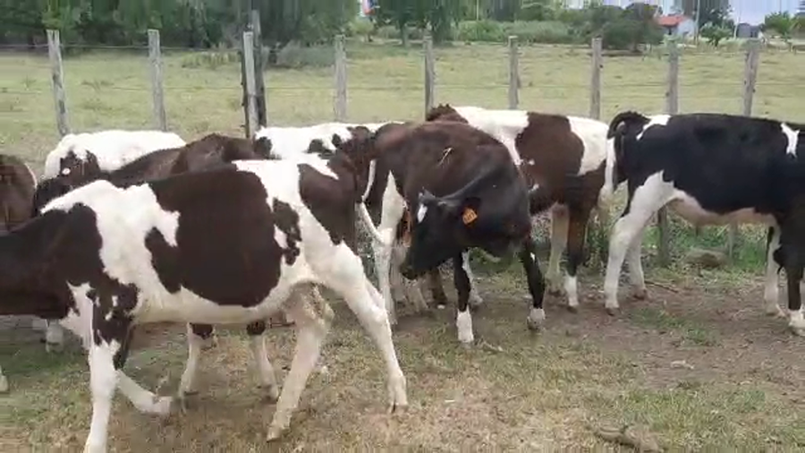 Lote 10 Terneros Holando