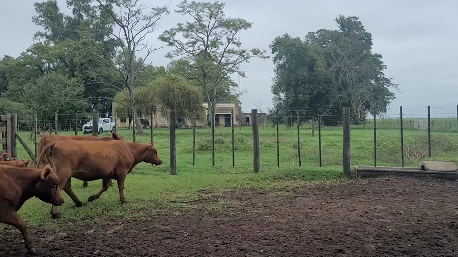 Lote 27 Vaquillonas EN SALADILLO