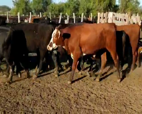 Lote 50 Novillos en Villaguay, Entre Ríos