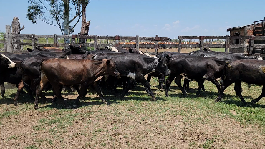 Lote 118 Novillitos en Itatí, Corrientes