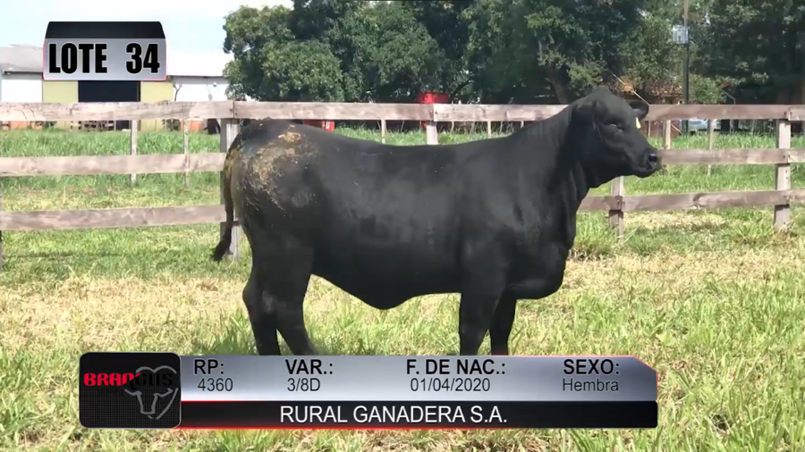 Lote Nacional de Otoño Brangus Campo - Lote 34