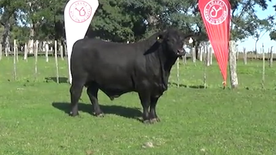 Lote TORO BRANGUS