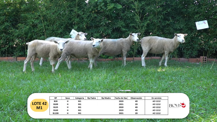 Lote Lote 42 - M1