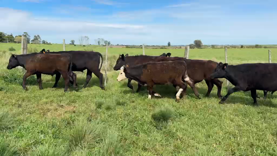 Lote TERNEROS