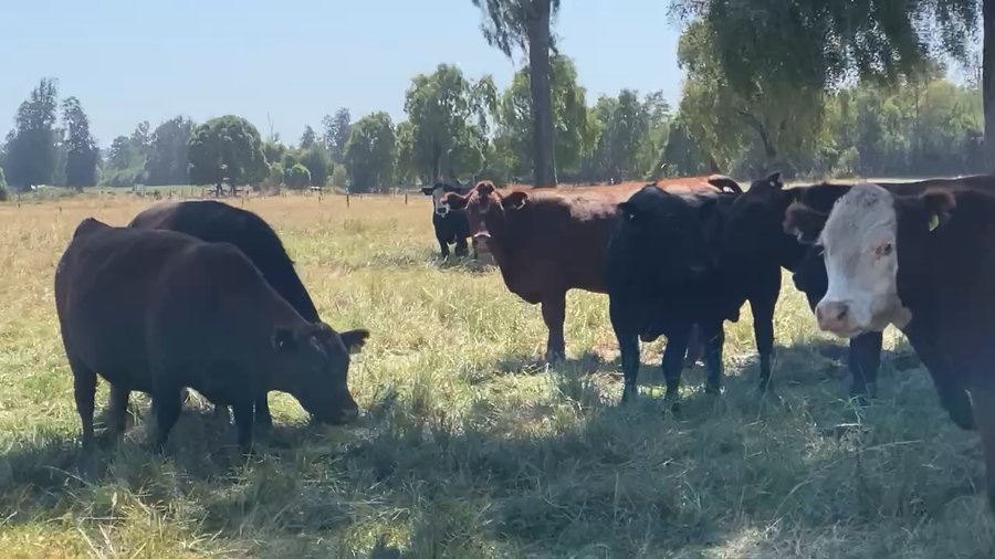 Lote 38 Novillo Gordo en Osorno, X Región Los Lagos