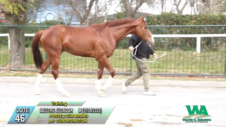 Lote ILUSTRE JUGADOR