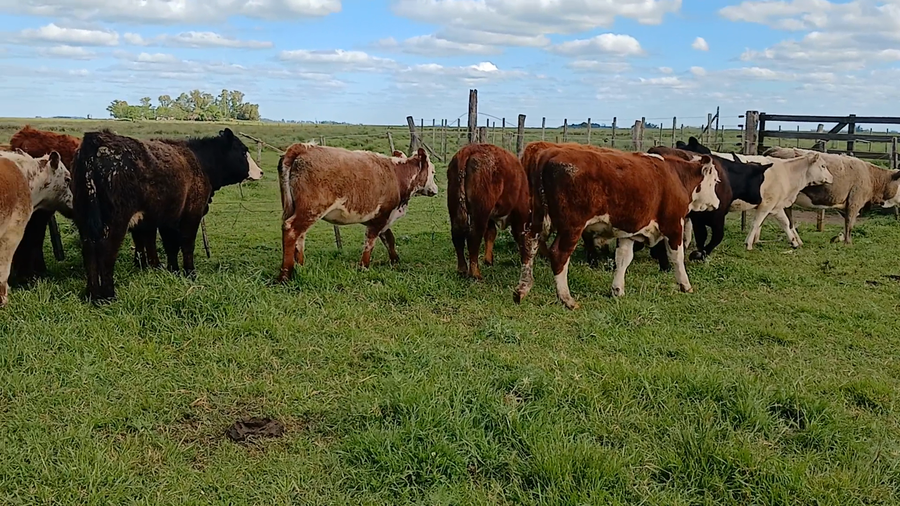 Lote 16 Terneros/as en Rauch