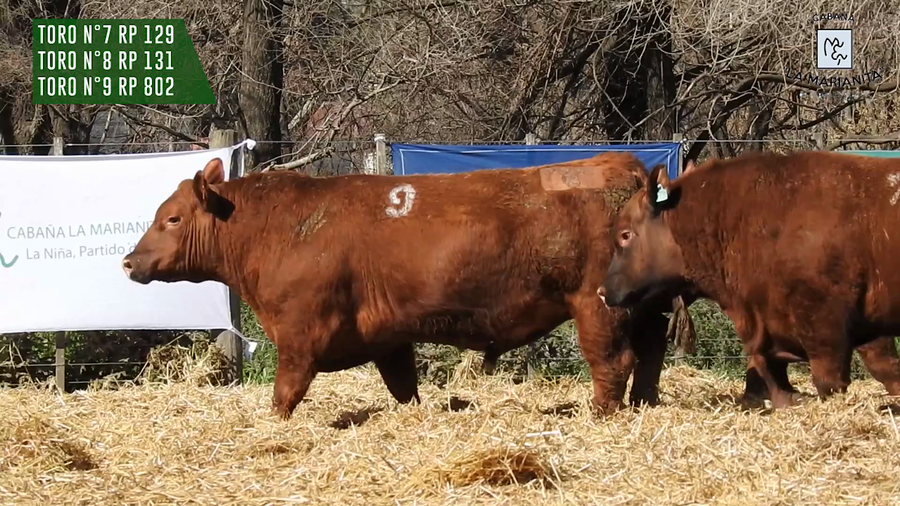 Lote "Cabaña ""La Marianita"" Toros Angus PC"