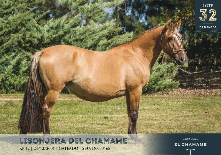 Lote LISONJERA DEL CHAMAME